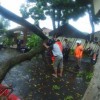 Tim Assesment BPBD tangani pohon tumbang